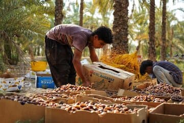 یخ‌زدگی صادرات خرما در سردخانه‌ها!