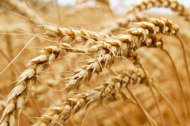 خبرهای خوش برای گندم‌کاران/ کشاورزان به افزایش قیمت گندم امیدوار باشند