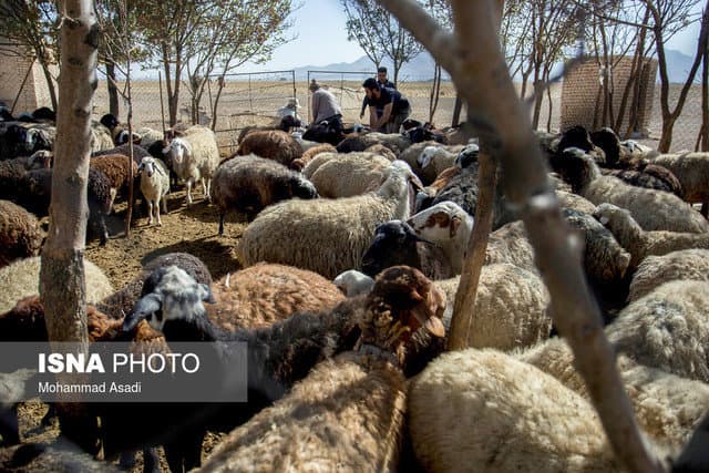 اثر مثبت طرح تولید قراردادی گوشت دام عشایر بر بازار/ قیمت گوشت کاهشی می‌شود