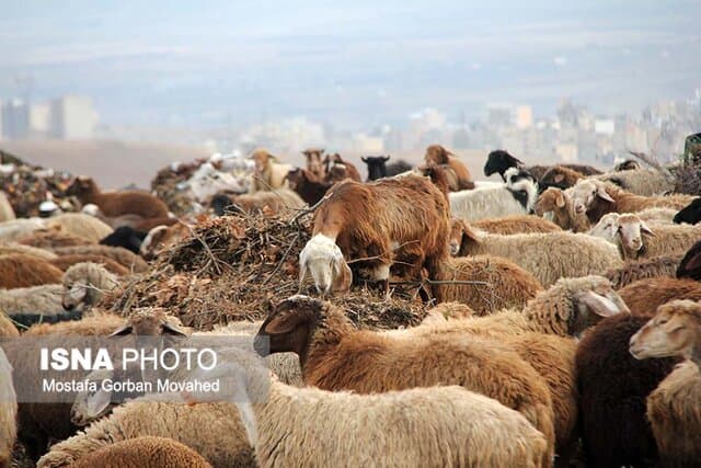 برنامه‌ریزی برای افزایش تولید گوشت قرمز/ صادرات بیش از ۴۰۰۰ تن مرغ در سال جاری