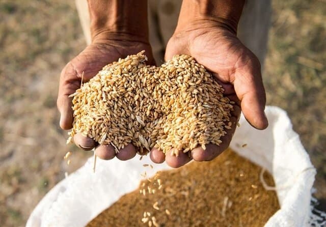 ارزش گندم‌ خریداری شده از کشاورزان به ۱۹۳ همت رسید