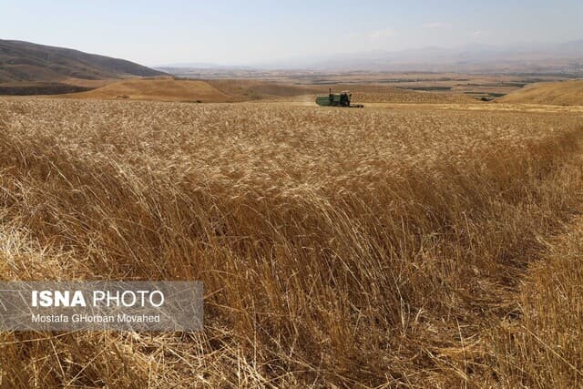 پرداخت ۸۰ درصد از مطالبات گندمکاران