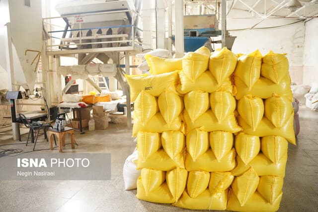 ممنوعیت واردات برنج راهکار درمانی است یا دستاویز دلالان برای گرانی؟