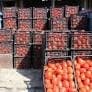 تغییر سقف قیمت گوجه فرنگی طی روزهای آینده/ وفور توزیع در میادین و روند کاهشی قیمت‌ها