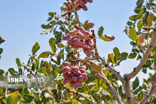 ممنوعیتی برای صادرات پسته ایران به اروپا وجود ندارد/ مشخص شدن تکلیف صادرات به زودی