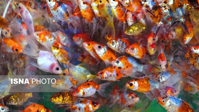 ماهیان زینتی برای محیط‌زیست مضر هستند؟