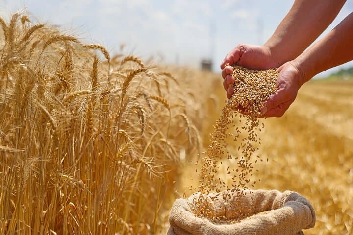 قیمت گندم بدون تعیین تکلیف نان نهایی نمی‌شود