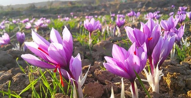 کاهش ۱۰۰ درصدی صادرات زعفران ایران نسبت به سال گذشته