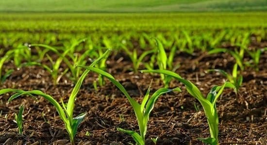 ضرورت خودکفایی در تولید بذر و تأمین امنیت خرید محصولات کشاورزی
