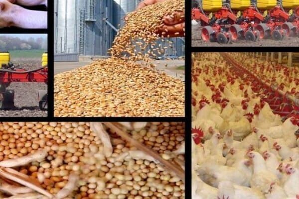 هشدار درباره تبعات گرانی نهاده‌ها بر قیمت مرغ!