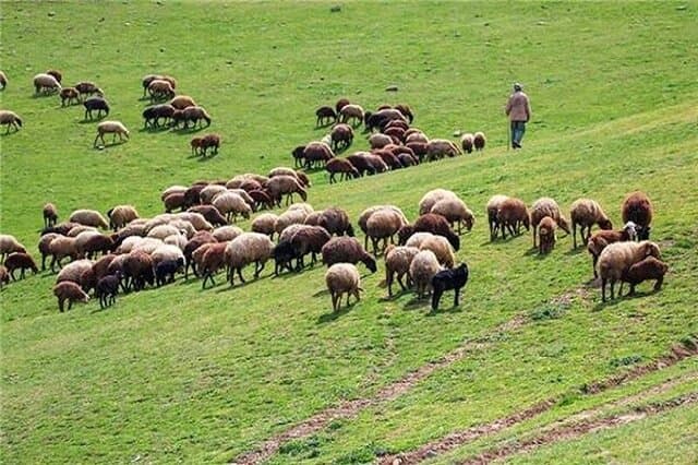 وفور دام در بازار عید قربان/ قیمت هرکیلو دام زنده کشتاری چند؟