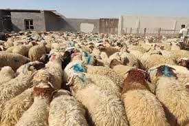 گله فعالان حوزه دامپروری از تداوم مدیریت سنتی/ سرانه مصرف گوشت پایین است