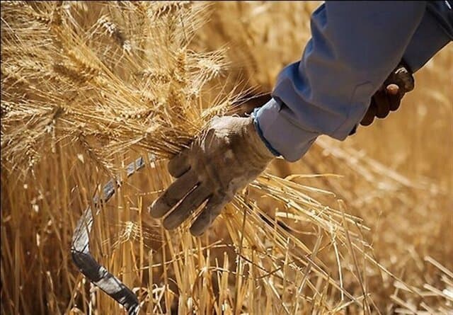 دولت و آزمون دشوار اعتمادسازی در خرید تضمینی گندم
