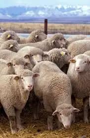 سود اصلی گوشت به جیب تولیدکننده نمی‌رود/ واردات جای تولید داخلی را گرفته است