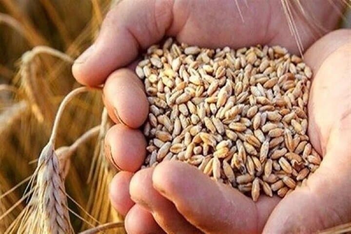 قیمت گندم صنایع تغییر کرد/ تخفیف سه‌ماهه برای سه گروه مصرف‌کننده