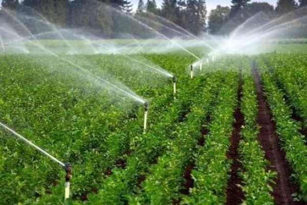 ۶ روند کلیدی کشاورزی پایدار در سال ۲۰۲۵