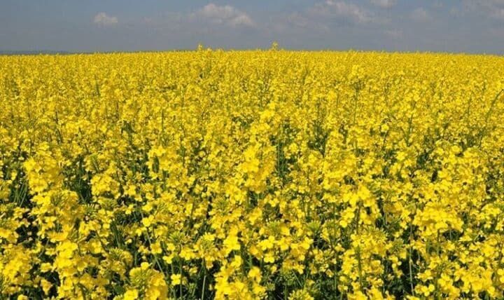 چشم‌انداز جهانی دانه‌های روغنی تا ۲۰۲۸