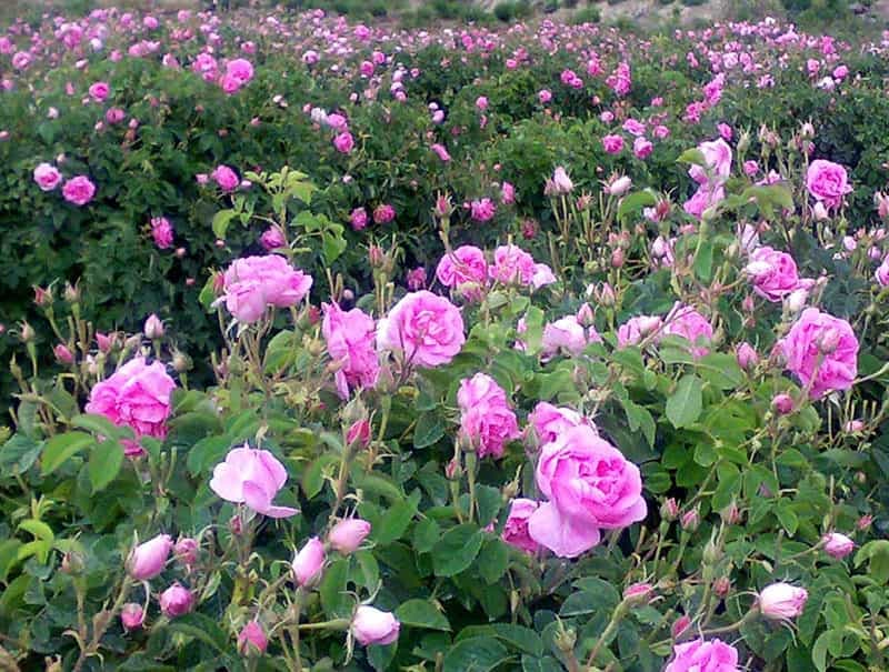 ایران، سرزمین گل محمدی