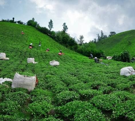 پیش بینی خرید ۴ همتی برگ سبز چای/ پرداخت ۷۵ درصدی مطالبات