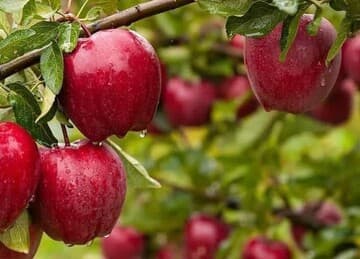 ایران چهارمین تولیدکننده سیب جهان