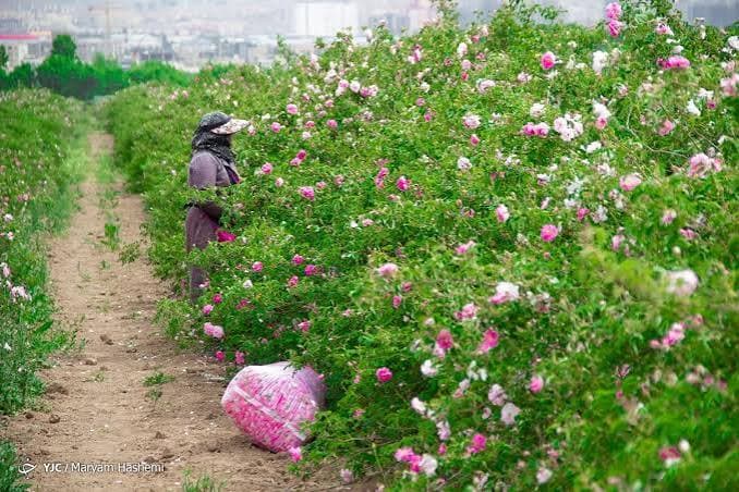 ارزآوری هر هکتار گل‌محمدی فقط ۲۰۰۰ دلار/ بهره‌وری در ترکیه ۶ برابر ایران است!