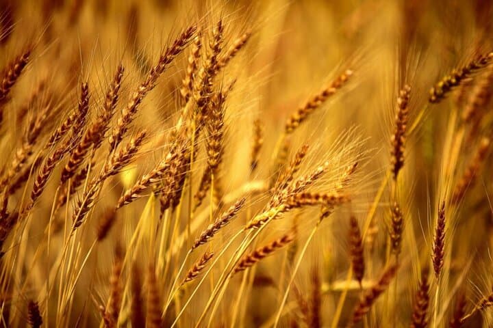 گندم ایرانی در اغلب شاخصهای کیفی نمره مطلوب گرفت