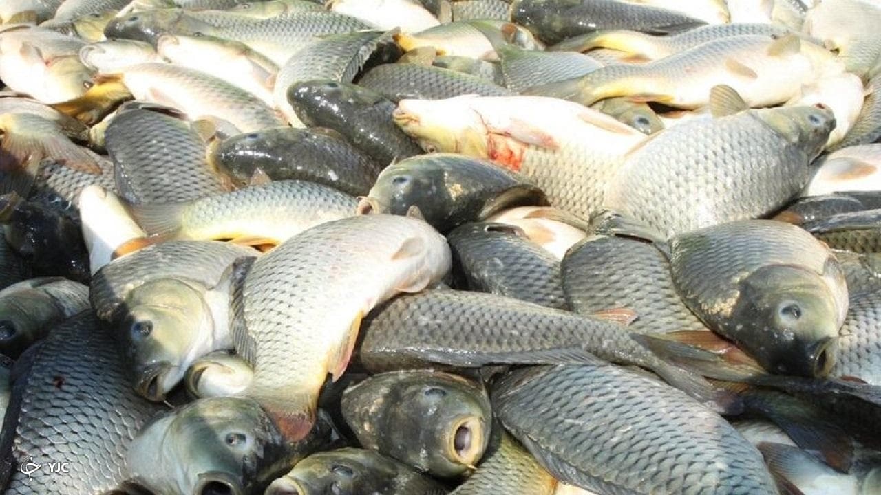 ذخایر آبزیان ته کشیده